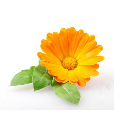 SWISSFORCE Perfect Legs Skin 100 ML Your Swiss Daily Legs Cream to Prevent The Appearance of Redness of The Skin & Thread Veins - Buy Online on GoSupps.com