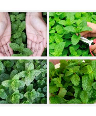 Feuilles de menthe poivr e naturelles 500g / 17 63 Feuille de Menthe S ch e Saine Tisane - Relaxante et D licieuse - Buy Online on GoSupps.com