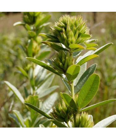 Buy Sinesia Take A Nap Massage Oil | Antioxidant Hair & Facial Treatment | Hydrating Scalp Oil with Jojoba Olive & Macadamia - 3.2 oz - International Shipping - Buy Online on GoSupps.com