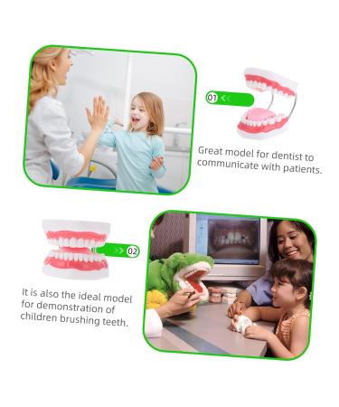 Ultechnovo 3D Tooth Model for Adult Education | Dental Teaching Model & Typodont for Dentists - International Shipping Available - Buy Online on GoSupps.com
