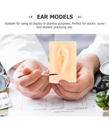 Baluue Ear Model Display - Acupoint Learning Tool & Ear Cleaning Practice Props - Ideal for Hearing Aid & Earplug Simulation - Buy Online on GoSupps.com
