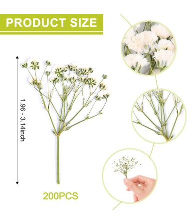 Dried Babys Breath Flowers - 200 White Real Gypsophila for Wedding, Resin Art, Craft, DIY - Natural Pressed Floral Decor - Buy Online on GoSupps.com