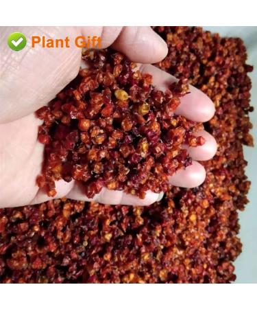 Buy Organic Dried Sea Buckthorn Berries 120g - High B12 All-Natural No Additives Superfood for International Shipping - Buy Online on GoSupps.com