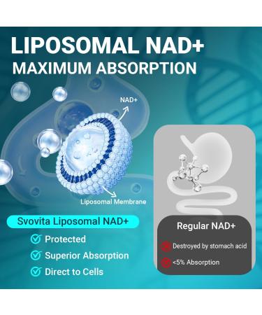Svovita NAD Supplement 500mg Liposomal NAD+ Supplement with Trans-Resveratrol for Women & Men Vegan Non-GMO 60 Capsules - Buy Online on GoSupps.com