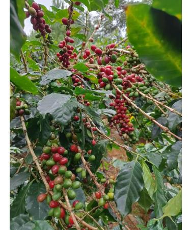 Destination Caf Espresso Pure Arabica Ground 250 g - Buy Online on GoSupps.com