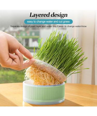 Anulely Cat Grass Plant Container - Earth-Free Sprouter Tray for Indoor Cats & Pets | Stylish Green Home Decor - Buy Online on GoSupps.com