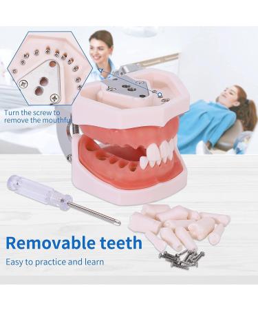 Dental Teeth Model Removable Tooth Teach Practice Model Teeth Model Includes 32Pcs Teeth for Practicing Restorative Techniques Come with A Small Screwdriver - Buy Online on GoSupps.com