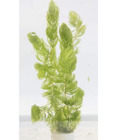 Lincspplants 8X Live Floating Plants Hornwort Fast Growing Aquarium Plant - Buy Online on GoSupps.com