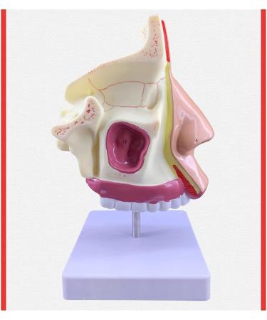 Mouth Nose Throat Pharynx Education Human Body ENT Model Study Model Pathology Nose Throat Model Enlarge The ical Model A+b - Buy Online on GoSupps.com