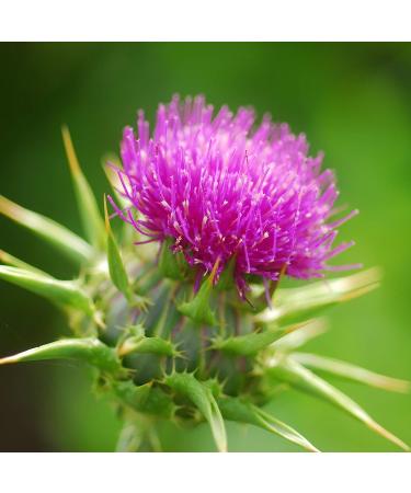 Outsidepride Milk Thistle: Mediterranean Ornamental Herb Plant - 200 Seeds - Buy Online on GoSupps.com