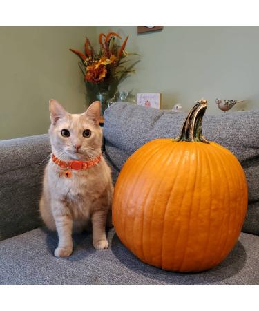 Fall Cat Collar with Bells | Autumn Dog Collar for Small Dogs | Orange Pumpkin Kitten Collar for Thanksgiving - Buy Online on GoSupps.com
