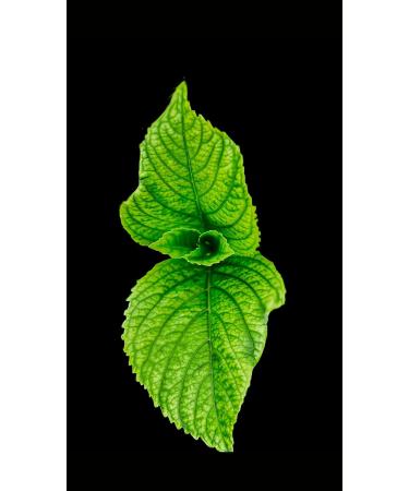 Dethlefsen Balk teemando Zwarte thee Ceylon Uda Radella Special 1 kg - Buy Online on GoSupps.com