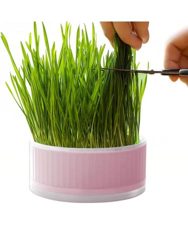 Lambo Cat Grass Planters | Hydroponic Plant Boxes for Cats & Pets | Removable Earth-Free Mint Planters - Buy Online on GoSupps.com