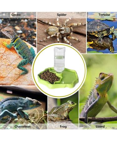 BEANPRECOY Reptile Water Dispenser Turtle Water Bowl 2 in 1 Reptile Automated Feeder Turtle Water Dispenser with Bottle for Turtles Hamsters Lizards Bearded Dragon Snake (Green) - Buy Online on GoSupps.com
