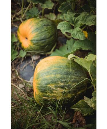 Organic Pumpkin Pepita Seeds 5LB - Raw, Non-GMO, Vegan - Unsalted, No Shell Kernels - Bulk Purchase - Buy Online on GoSupps.com