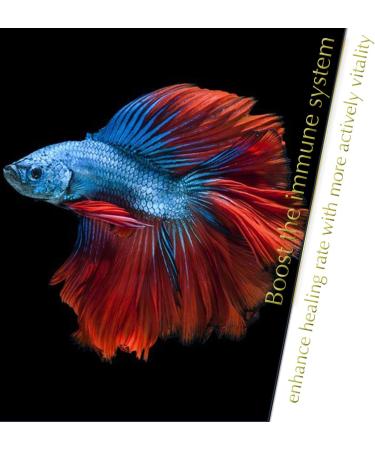 Indian Almond Leaves Leaf (15 25 Pieces) BettaLeaf 50 Grams Pack | 20-25cm. | Best Gold Brown Quality | Fish Tank for Betta Fish Shrimp Crayfish for Fish Healthy & Comfort - Buy Online on GoSupps.com