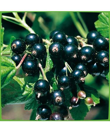 Buy Blackcurrant 'Titania ' Half-Standard in Container | International Shipping Available - Buy Online on GoSupps.com