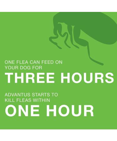Advantus Flea Chewable Treatment for Large Dogs 23-110 lbs (7-Count) | Imidacloprid Flea Control - Buy Online on GoSupps.com