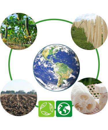 Buy 100% Natural Luffa Slices | Eco-Friendly Soap Holders & Luffa Accessories for Shower Bathroom & Kitchen - Buy Online on GoSupps.com