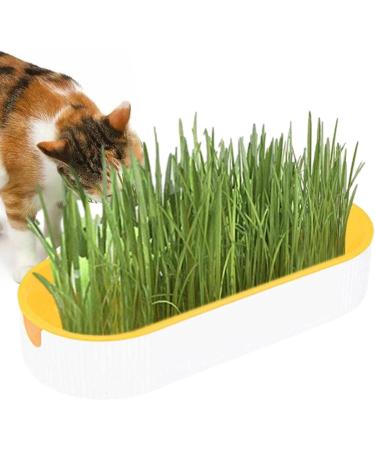 Buy Hydroculture Cat Grass Set - Mess-Free No Dirt Easy to Grow Anti-Grave Design for Happy Cats! - Buy Online on GoSupps.com