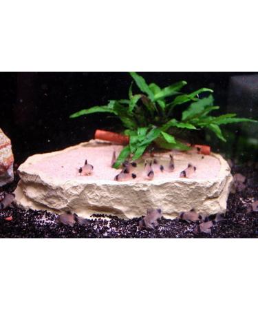 Sera Tubifex Cubes 250 ml - Premium Fish Food for Aquariums | 1 Pack Tubifex for Healthy Fish - Buy Online on GoSupps.com