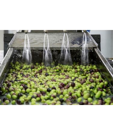 EARTH SURTI TERRA SURTI Extra Virgin Olive Oil 100 Italian 3 Liter Can Harvest 20242025 - Buy Online on GoSupps.com