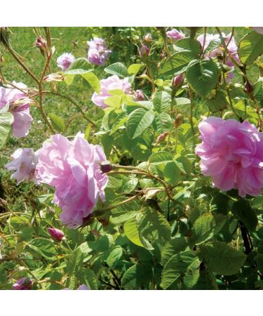 Nelis Yard Remedy's Rose Conditioner 200ml - Buy Online on GoSupps.com