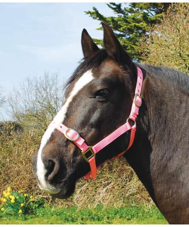 Rhinegold nylon halter coldblood / warmblood extra large rose