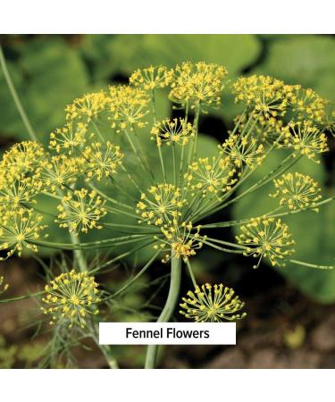 Organic Whole Fennel Seed 1/2 lb - Digestive Comfort Spice Supplement - USDA Certified - Foeniculum vulgare - 8 oz - Buy Online on GoSupps.com