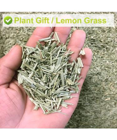Buy PlantGift Dried Lemongrass Tea Figs - Premium Quality International Shipping - Buy Online on GoSupps.com