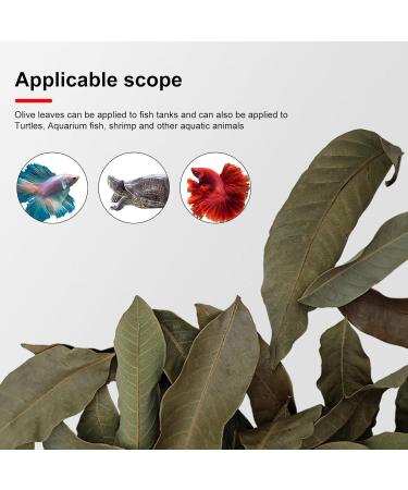 240 Pieces Catappa Leaves - Fish Tank Longan Leaves - Almond Leaves for Betta Fish Tank Water Treatments | Leaves Induce Breeding and Boost Immunity PH Down Aquarium Water Conditioner - Buy Online on GoSupps.com