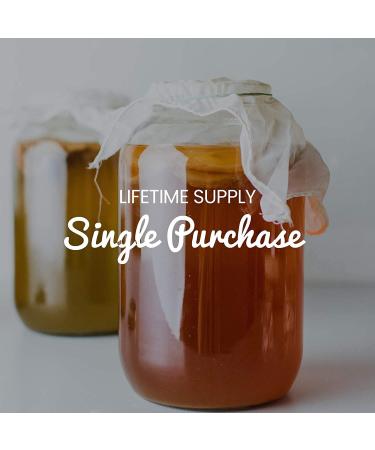 Organic Vegan Kombucha SCOBY - Freshly Fermented (2 Litre) - Buy Online on GoSupps.com