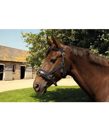 Rhinegold Nylon Lunge Cavesson Full Size