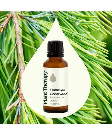 Plant Therapy Himalayan Cedarwood Essential Oil 30 mL (1 oz) 100% Pure Undiluted Refreshing Aromatherapy for Mental Focus and Clear Cedarwood 1 Fl Oz (Pack of 1) - Buy Online on GoSupps.com