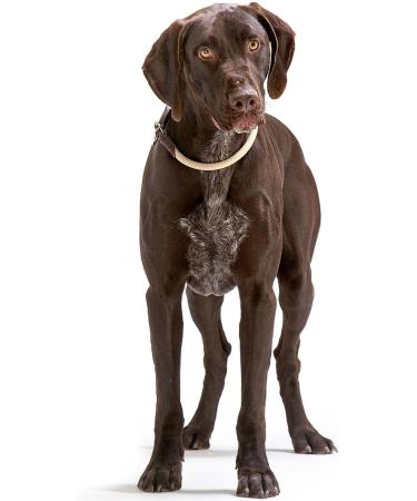 HUNTER Freestyle Dressage Dog Collar - Robust Weatherproof Beige Size M 45 cm | International Shipping Available - Buy Online on GoSupps.com