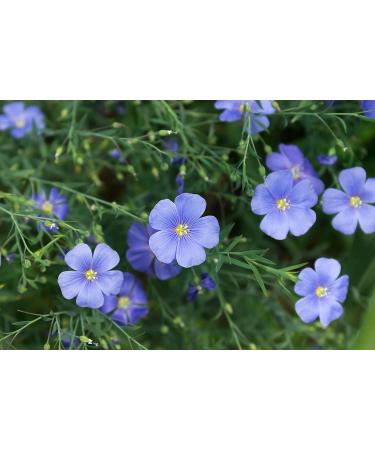 Organic Golden Flax Seeds 1lb | Whole Raw Flaxseeds Non-GMO Kosher Vegan | Rich in Omega-3 Protein Fiber | Great for Smoothies Salads Granola Baked Goods - Buy Online on GoSupps.com