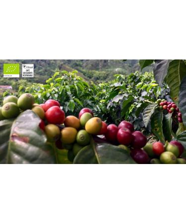 CAFES GUILIS SINCE 1928 COFFEE LOVERS - High Quality Organic and Fair Trade Ground Arabica Coffee Naturally Roasted 1 kg - Buy Online on GoSupps.com