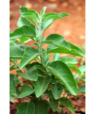 Ashwagandha Ecocert Certified Organic Powder - Buy Online on GoSupps.com