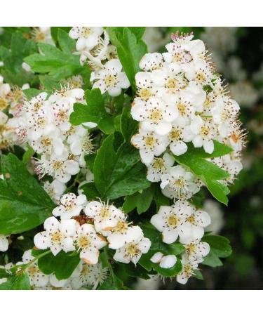 Organic Hawthorn Tea - 100% Natural Hawthorn Leaves and Blossoms (500g) - Buy Online on GoSupps.com