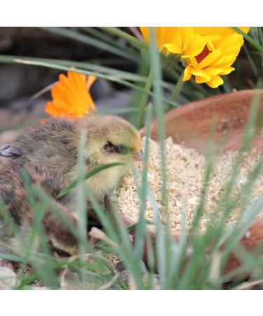 WachtelGold Quail Chick Feed ProVital 10kg - 28% Protein Rearing Feed | Non-GMO International Shipping - Buy Online on GoSupps.com