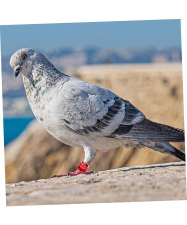 Angoily 40 Pcs Pigeon Foot Ring Where Kickstand Pigeon Foot Bands Pigeon Aluminum Leg Ring Metal Ring Birds 0.8X0.8X0.8CMx2pcs As Shownx2pcs - Buy Online on GoSupps.com