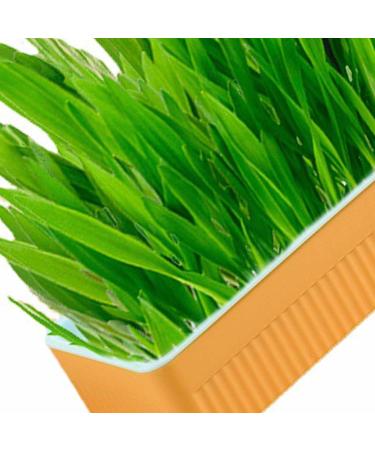 Hydroponic Cat Grass Planter Kit Cat Grass for Indoor Cats Soil Growing Catnip Cat Grass with Planting Box for Indoor Household (Blue Orange) - Buy Online on GoSupps.com