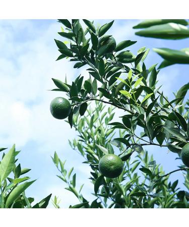  WOHPNLE Puerh Tea Premium Quality Mandarin Peel Puerh Tea 65g of Yunnan Chinese Puerh Tea with Orange Peel Suitable for Daily Use in the Office Dormitory or Tea Room - Buy Online on GoSupps.com