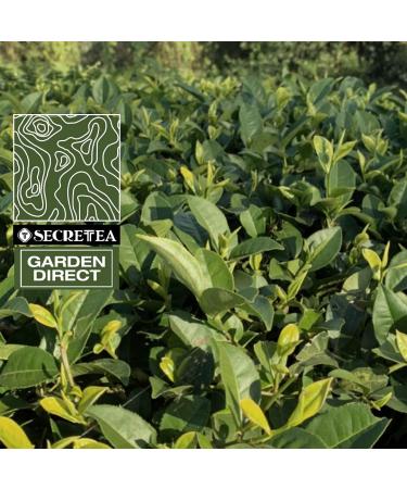 Organic Dong Ding Oolong Tea Bags - Hand Crafted, Powerful Antioxidant & Biodegradable - T SECRETEA Fireside Story - 15 Count Pack - Buy Online on GoSupps.com