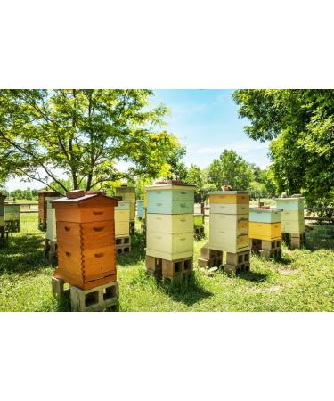 Caravella Fine Food - Tasting box/Gift x 4 - Lemon blossom honey 250g Thistle honey 250g Sulla blossom honey 250g Cherry blossom honey 250g - Italian 100% - Buy Online on GoSupps.com