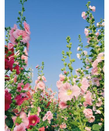 Yves Rocher Garden Party Eau de Parfum for Women Spray 100 ml./3.3 fl.oz. - Buy Online on GoSupps.com