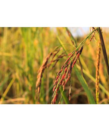 3 lbs Red Long-Grain Rice: Nutty Flavor, Non-Sticky, Vegan. Protein & Antioxidant-Rich for Pilafs, Salads & Stir-Fries - Buy Online on GoSupps.com