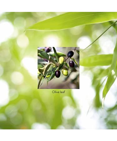 Nature's Sunshine Olive Leaf Extract Concentrate 60 Capsules - Buy Online on GoSupps.com