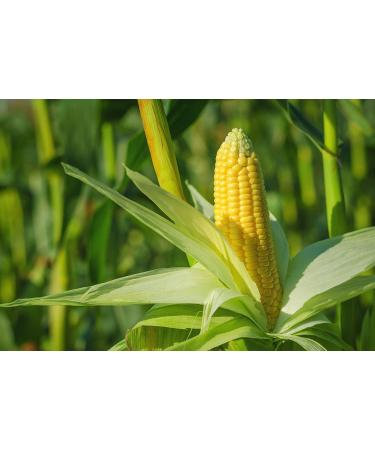 Organic Polenta 1.5 lbs - Non-GMO Yellow Corn Grits | Quick Cooking, Vegan & Kosher | Great for Hot Cereal & Porridge | Low Sodium | Made in USA - Buy Online on GoSupps.com