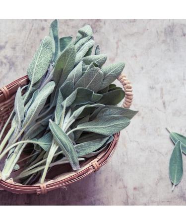 Organic Dried Sage Leaves 25g Bag - Fragrant & Flavorful | Artisan Italia | Cooking Seasoning & Spices - Buy Online on GoSupps.com